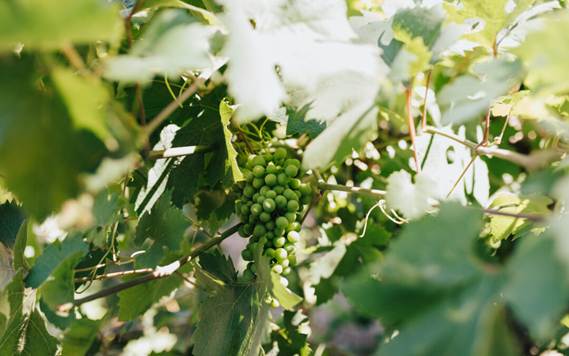 Folijarni simptomi nedostatka mineralnih hraniva
