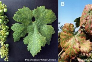 Folijarni simptomi nedostatka mineralnih hraniva
