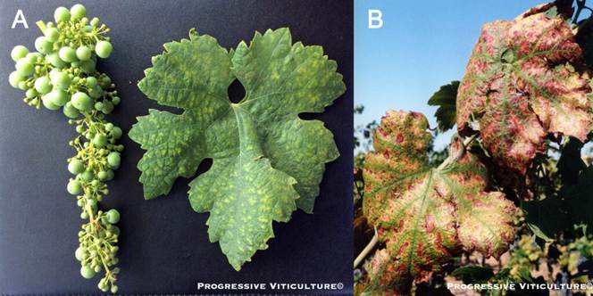 Folijarni simptomi nedostatka mineralnih hraniva