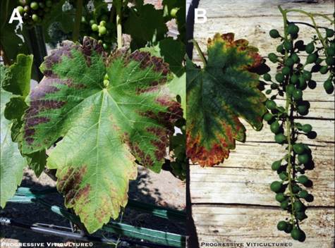 Folijarni simptomi nedostatka mineralnih hraniva