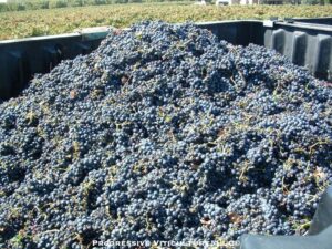 Efikasno upravljanje azotom