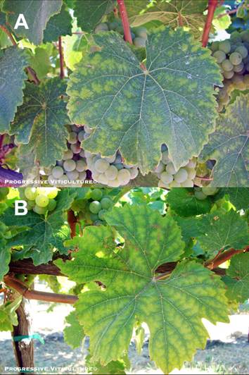 Folijarni simptomi nedostatka mineralnih hraniva