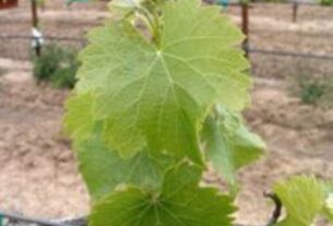 Efikasno upravljanje azotom