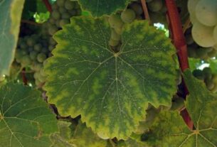 Mikronutrijenti u vinogradu