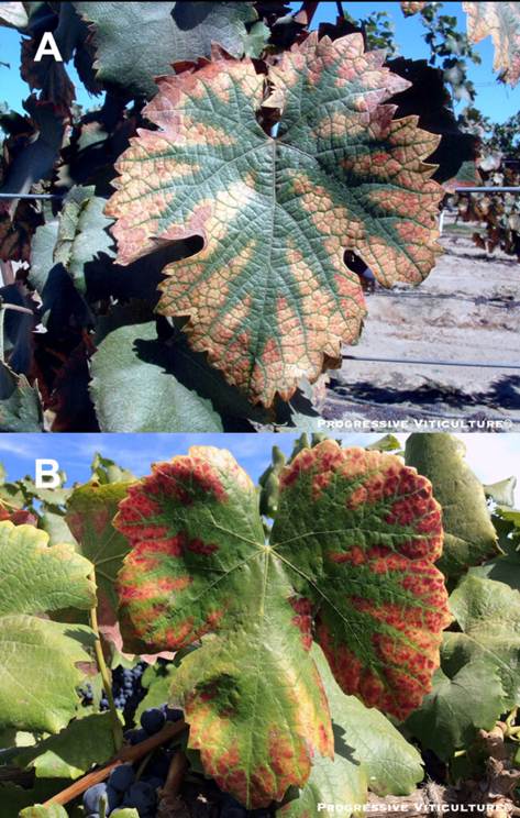 Folijarni simptomi nedostatka mineralnih hraniva