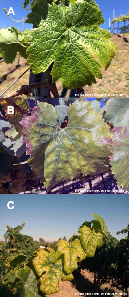 Folijarni simptomi nedostatka mineralnih hraniva