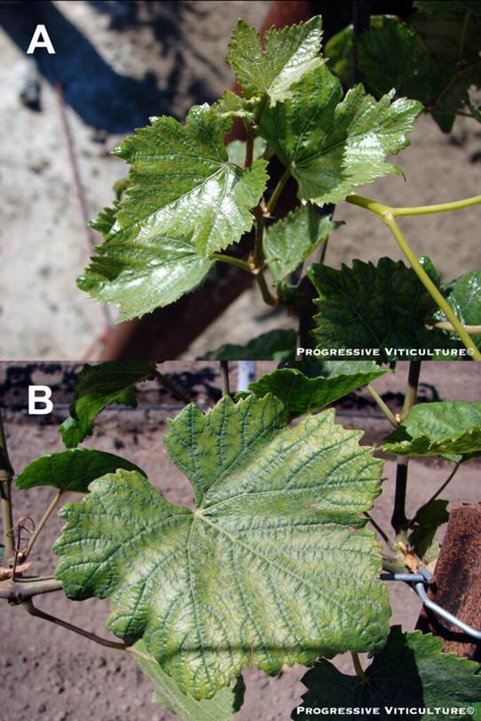 Folijarni simptomi nedostatka mineralnih hraniva
