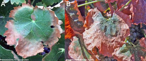 Folijarni simptomi nedostatka mineralnih hraniva
