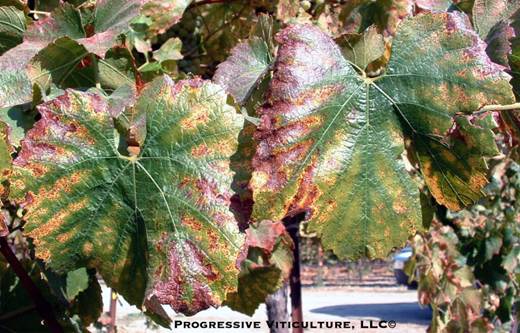 Razumijevanje kalijuma u vinogradu