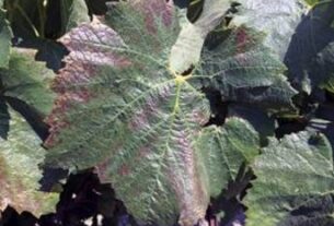 deficitarno navodnjavanje