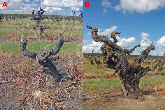 Uzgoj vinskog grožđa