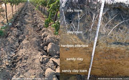 Razumijevanje kalijuma u vinogradu