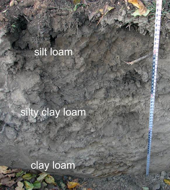 Uzgoj vinskog grožđa