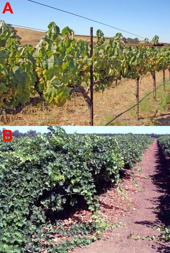 Uzgoj vinskog grožđa