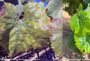 Razumijevanje kalijuma u vinogradu