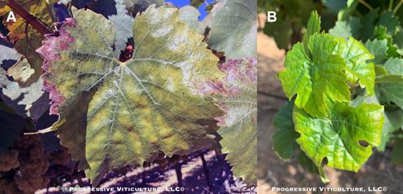 Razumijevanje kalijuma u vinogradu