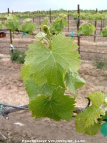 Efikasno upravljanje azotom