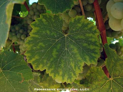 Mikronutrijenti u vinogradu