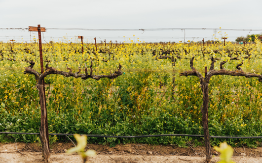 Razumijevanje kalijuma u vinogradu