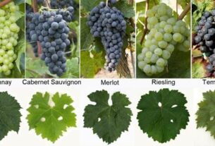 Održavanje vinove loze tokom ekstremnih vrućina