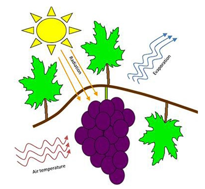 Održavanje vinove loze tokom ekstremnih vrućina