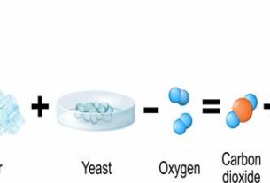 Je li vino živi organizam