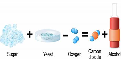 Je li vino živi organizam