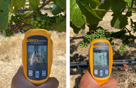 Održavanje vinove loze tokom ekstremnih vrućina