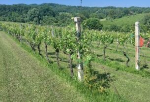 Vinske riječi u upravljanju krošnjom