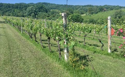 Vinske riječi u upravljanju krošnjom