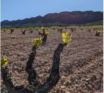Ne izdaj majku svih kultura