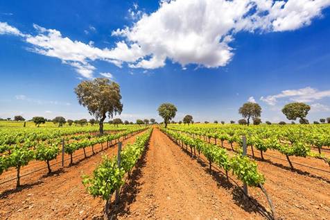 Najbolje vinske regije u Evropi