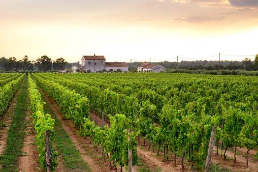 Najbolje vinske regije u Evropi