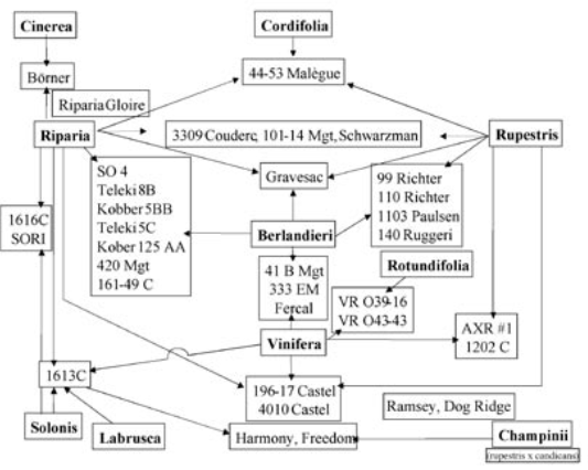 Održavanje vinove loze tokom ekstremnih vrućina