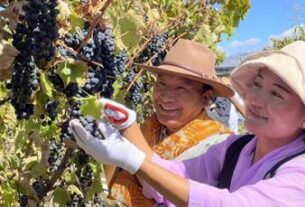 Vinova loza na Tibetu