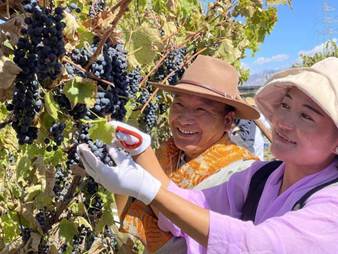 Vinova loza na Tibetu