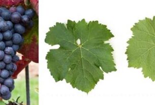 Ne izdaj majku svih kultura