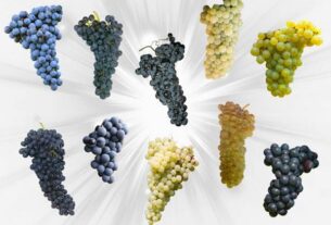 Najpopularnija vina na svijetu