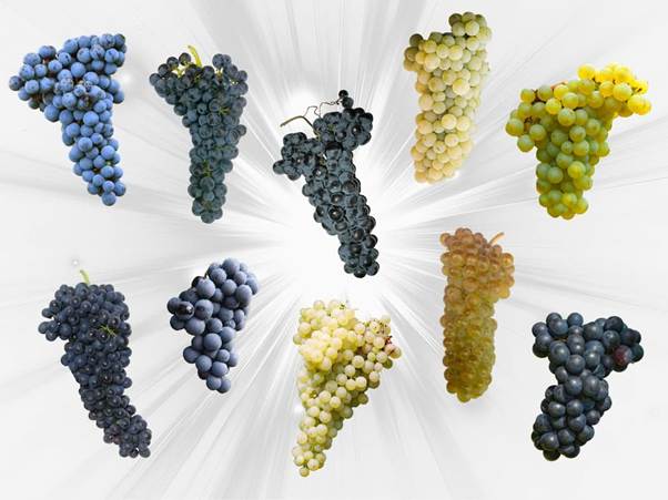 Najpopularnija vina na svijetu