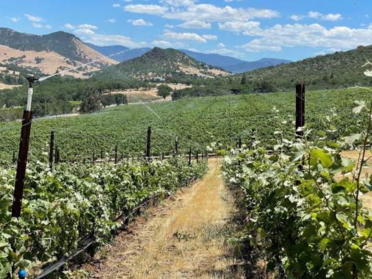 Održavanje vinove loze tokom ekstremnih vrućina