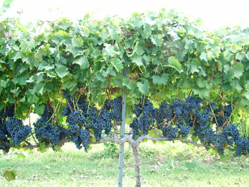 Održavanje vinove loze tokom ekstremnih vrućina