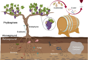 Tehnologija naspram terroira