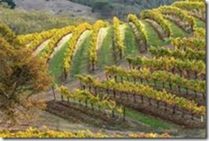 Tehnologija naspram terroira