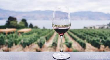 Opis crvenih vina za početnike