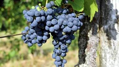 EU postiže privremeni dogovor