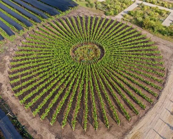 Solarni vinograd čileanskih vinarija