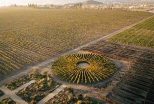 Solarni vinograd čileanskih vinarija