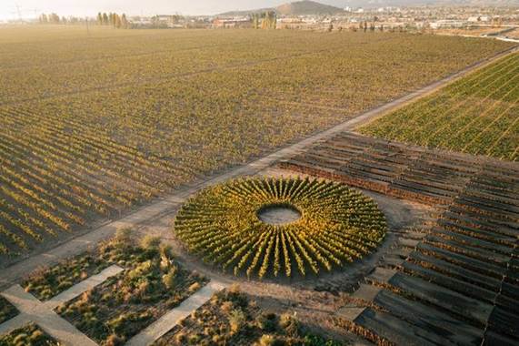 Solarni vinograd čileanskih vinarija