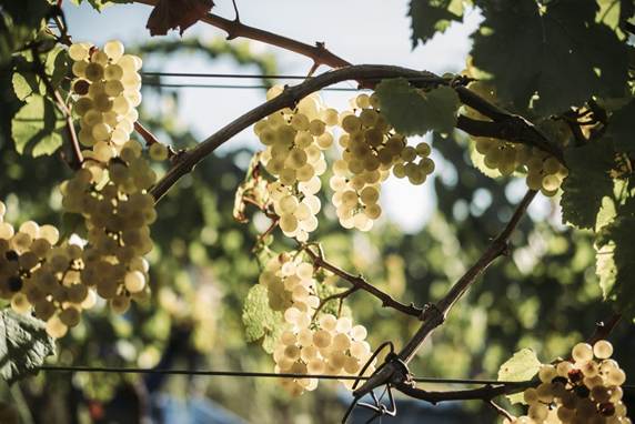 Dobrodošli u brazilsku dolinu vinograda