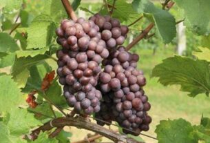 Sorte grožđa i stilovi vina